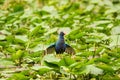 Purple Gallinule Bird Royalty Free Stock Photo