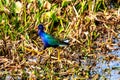 Purple Gallinule at Celery Fields Sarasota