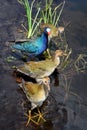 Purple Gallinule Family (Porphyrio Martinica) Royalty Free Stock Photo