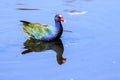 Purple Gallinule