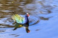 Purple Gallinule Royalty Free Stock Photo