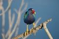 Purple gallinule in Lakeland