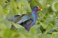 Purple Gallinule in a Marsh - Chagres River, Panama