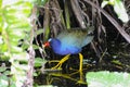 Purple gallinule, porphyrio martinica Royalty Free Stock Photo