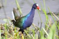 Purple Gallinule (Porphyrio martinica) - Everglade Royalty Free Stock Photo