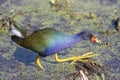 Purple Gallinule (Porphyrio martinica) Royalty Free Stock Photo