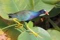 Purple Gallinule (Porphyrio martinica) Royalty Free Stock Photo