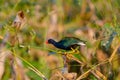 Purple Gallinule Porphyrio martinica Royalty Free Stock Photo