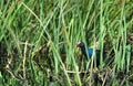 A Purple Gallinule (Porphyrio Martinica) in Sawgrass Royalty Free Stock Photo