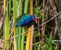 Purple Gallinule,Porphyrio martinicus, adult male, blue and purple bird from Florida Everglades with long legs and toes adapted Royalty Free Stock Photo