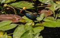 Purple Gallinule Porphyrio martinicus in Everglades National Park, Florida