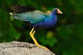 Purple Gallinule, Porphyrio martinicus, in the nature green march habitat in Sri Lanka. Rare blue bird with red head in the water