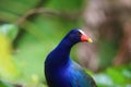 The purple gallinule (Porphyrio martinicus) in Ecuador