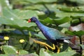 Purple Gallinule Walking on Lily Pads - Everglade Royalty Free Stock Photo