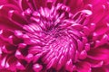 Purple garden chrysanthemum flower close-up. Floral autumn background. Royalty Free Stock Photo