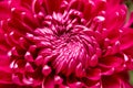 Purple garden chrysanthemum flower close-up. Floral background. Royalty Free Stock Photo