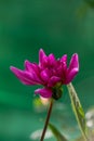 Purple garden dahlia close-up photo in a cloudly day Royalty Free Stock Photo