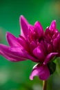 Purple garden dahlia close-up photo in a cloudly day Royalty Free Stock Photo