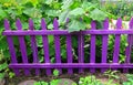 Purple Garden Fence