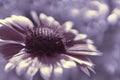 Purple garden flower on a white-violet blurred background bokeh. Close-up. Floral background. Soft focus.Bbloom in the sun. Flora Royalty Free Stock Photo