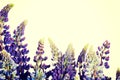 Purple garden lupine. Royalty Free Stock Photo