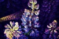 Purple garden lupine. Royalty Free Stock Photo