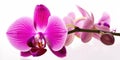 Purple garden orchid isolated on white background