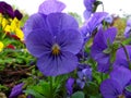 Blueish-purple garden pansy close-up spring season flowerbed Royalty Free Stock Photo