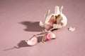 Purple garlic bulb and cloves on pink background