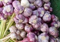 Purple garlic bunchers Royalty Free Stock Photo