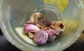 Purple garlic, a spice with vitamins and very healthy in Spanish cuisine, to cook and eat raw Royalty Free Stock Photo