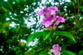 Purple garlic vine flower Royalty Free Stock Photo