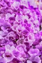 Purple Garlic Vine Royalty Free Stock Photo