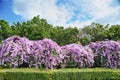 Purple Garlic Vine Royalty Free Stock Photo