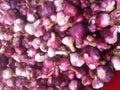 Purple garlics