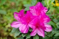 Purple Geisha Azaleas. Flowers in winter on the northern of Thai