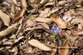 Gentiana zollingeri flower