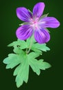 Purple geranium flower