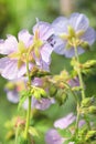 Purple Geranium Pretense Flowers