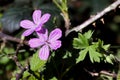 Purple Geranium Sylvaticum in Aydos Forest Royalty Free Stock Photo