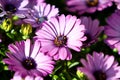 Purple gerbera daisy flowers Royalty Free Stock Photo
