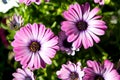 Purple gerbera daisy flowers Royalty Free Stock Photo