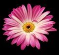 Purple gerbera flower on black isolated background with clipping path. Closeup. For design Royalty Free Stock Photo