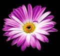 Purple gerbera flower on black isolated background with clipping path. Closeup. For design. Royalty Free Stock Photo