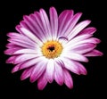 Purple gerbera flower on black isolated background with clipping path. Closeup. For design Royalty Free Stock Photo