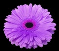 Purple gerbera flower, black isolated background with clipping path. Closeup., Royalty Free Stock Photo