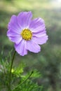 Purple gerbera flower