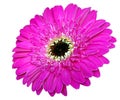 Purple gerbera flower isolated on white background Royalty Free Stock Photo