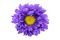 Purple gerbera flower isolated on white background Royalty Free Stock Photo