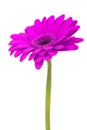 Purple gerbera flower isolated on white background Royalty Free Stock Photo